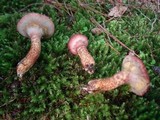 Suillus spraguei image