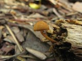 Flammulaster muricatus image