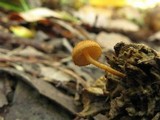 Flammulaster muricatus image