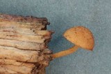 Flammulaster muricatus image