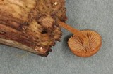 Flammulaster muricatus image