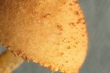 Flammulaster muricatus image