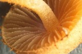 Flammulaster muricatus image