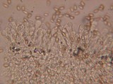 Flammulaster muricatus image