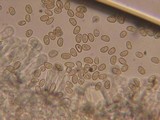 Flammulaster muricatus image