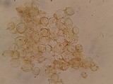 Flammulaster muricatus image