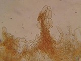 Flammulaster muricatus image