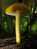 Cyptotrama chrysopepla image