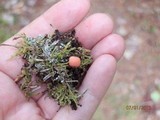 Lycogala epidendrum image