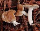 Hygrocybe colemanniana image