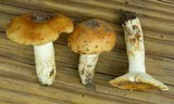 Russula foetentula image