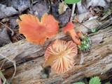 Hygrocybe miniata image
