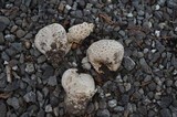 Calvatia cyathiformis image