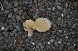 Calvatia cyathiformis image