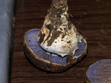 Cortinarius calyptratus image