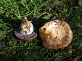 Cortinarius calyptratus image