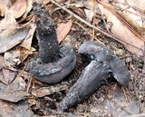 Tylopilus griseocarneus image