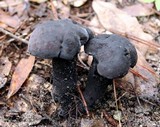 Tylopilus griseocarneus image