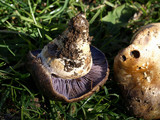 Cortinarius calyptratus image