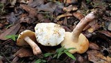 Gyroporus subalbellus image