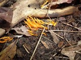 Clavulinopsis aurantiocinnabarina image