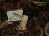 Phallus hadriani image