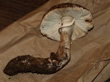 Leucoagaricus cupresseus image
