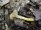 Hygrocybe laeta var. laeta image