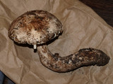 Leucoagaricus cupresseus image
