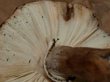 Leucoagaricus cupresseus image