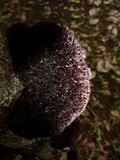 Hexagonia hydnoides image