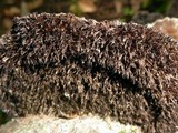 Hexagonia hydnoides image