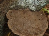 Hexagonia hydnoides image