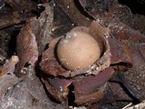 Geastrum triplex image
