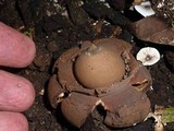 Geastrum triplex image