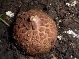 Geastrum triplex image