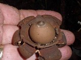 Geastrum triplex image