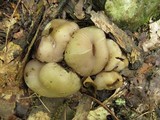 Sarcosphaera coronaria image