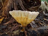 Cymatoderma caperatum image