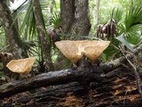 Cymatoderma caperatum image