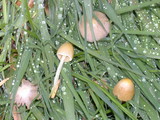 Bolbitius vitellinus image