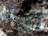Trichoderma viride image