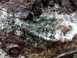 Trichoderma viride image