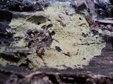 Amaurodon viridis image