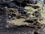 Amaurodon viridis image