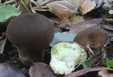Lycoperdon umbrinum image