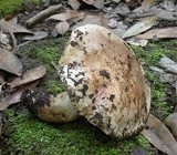 Tricholoma dryophilum image