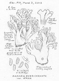 Ramaria rubricarnata var. verna image