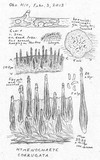 Hymenochaete corrugata image