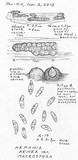 Nemania aenea image